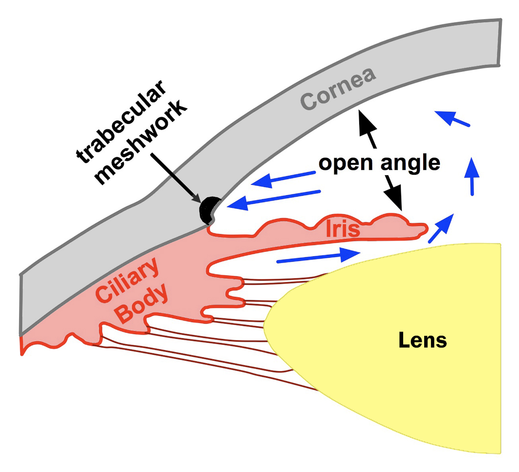 cdiagram of drainage angle showing open